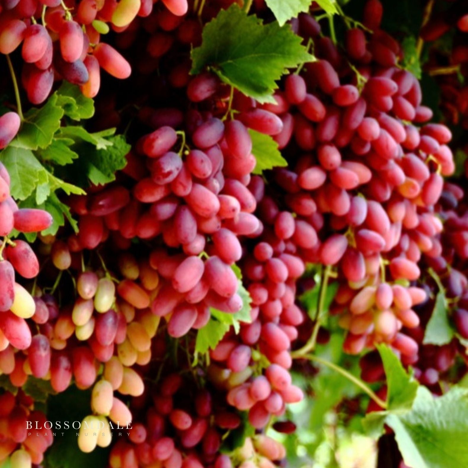 Crimson Seedless Table Grape Vine