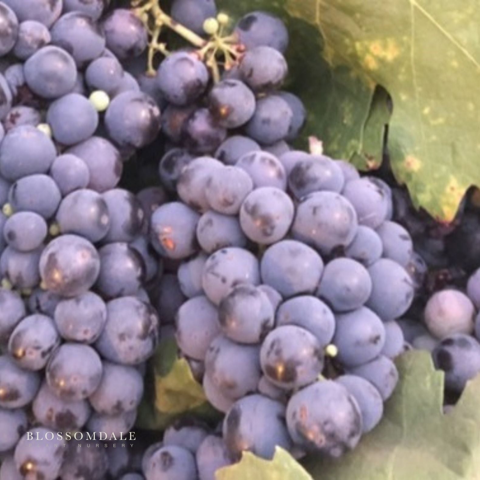 Blueberry Table Grape Vine