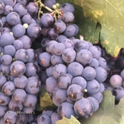 Blueberry Table Grape Vine