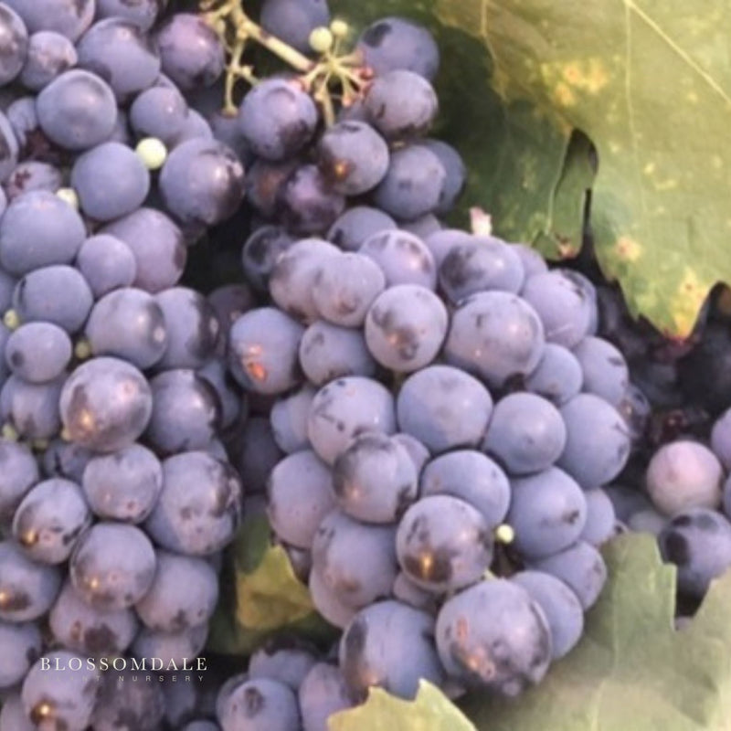 Blueberry Table Grape Vine