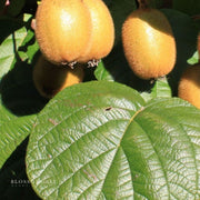 Jenny Fuzzy Kiwi