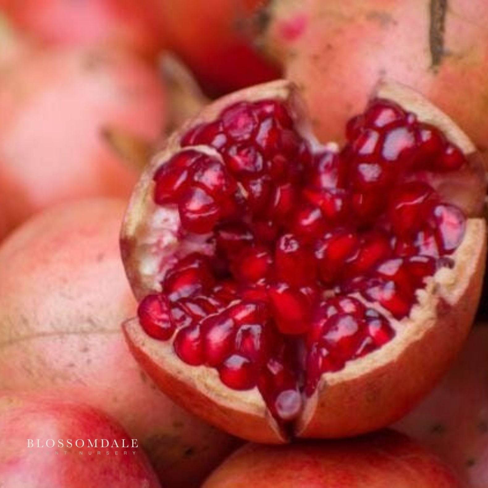 AC Sweet Pomegranate