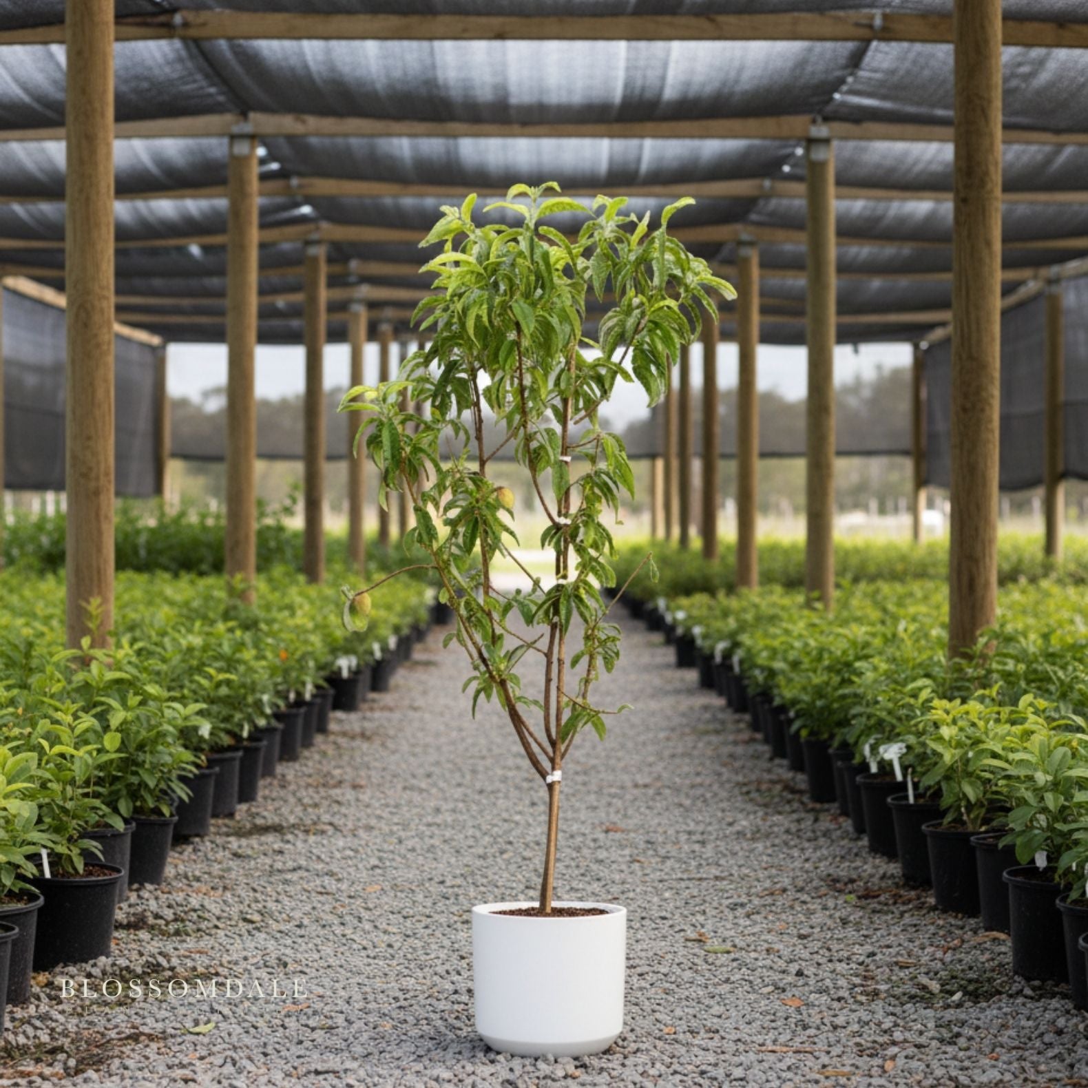 Semi Dwarf 4-in-1 Peach Tree (Gleason Early Elberta, Frost Redhaven, Veteran or Cresthaven)