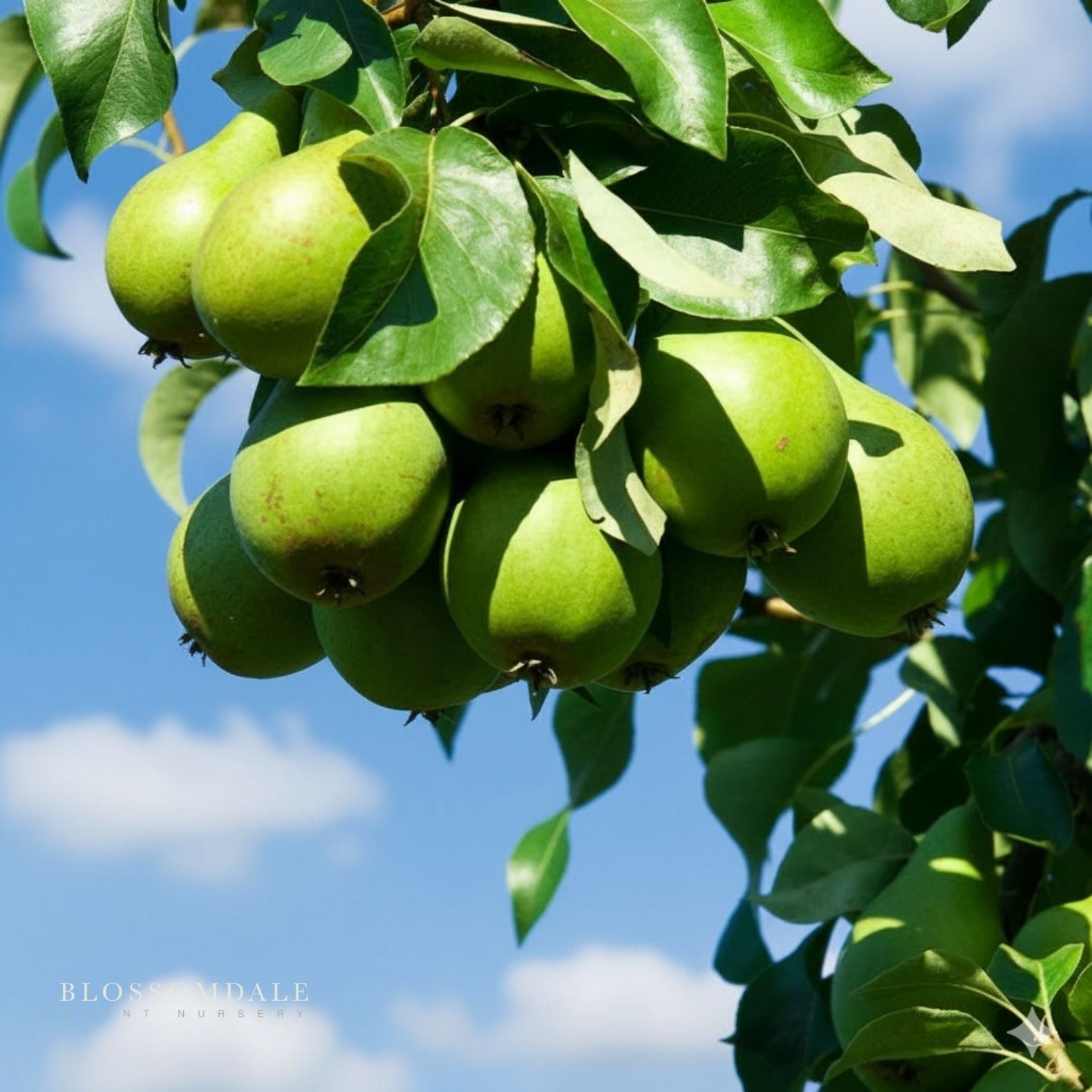 Semi Dwarf 4-in-1 Pear Tree (Comice, D'Anjou, Bartlett & Bosc)