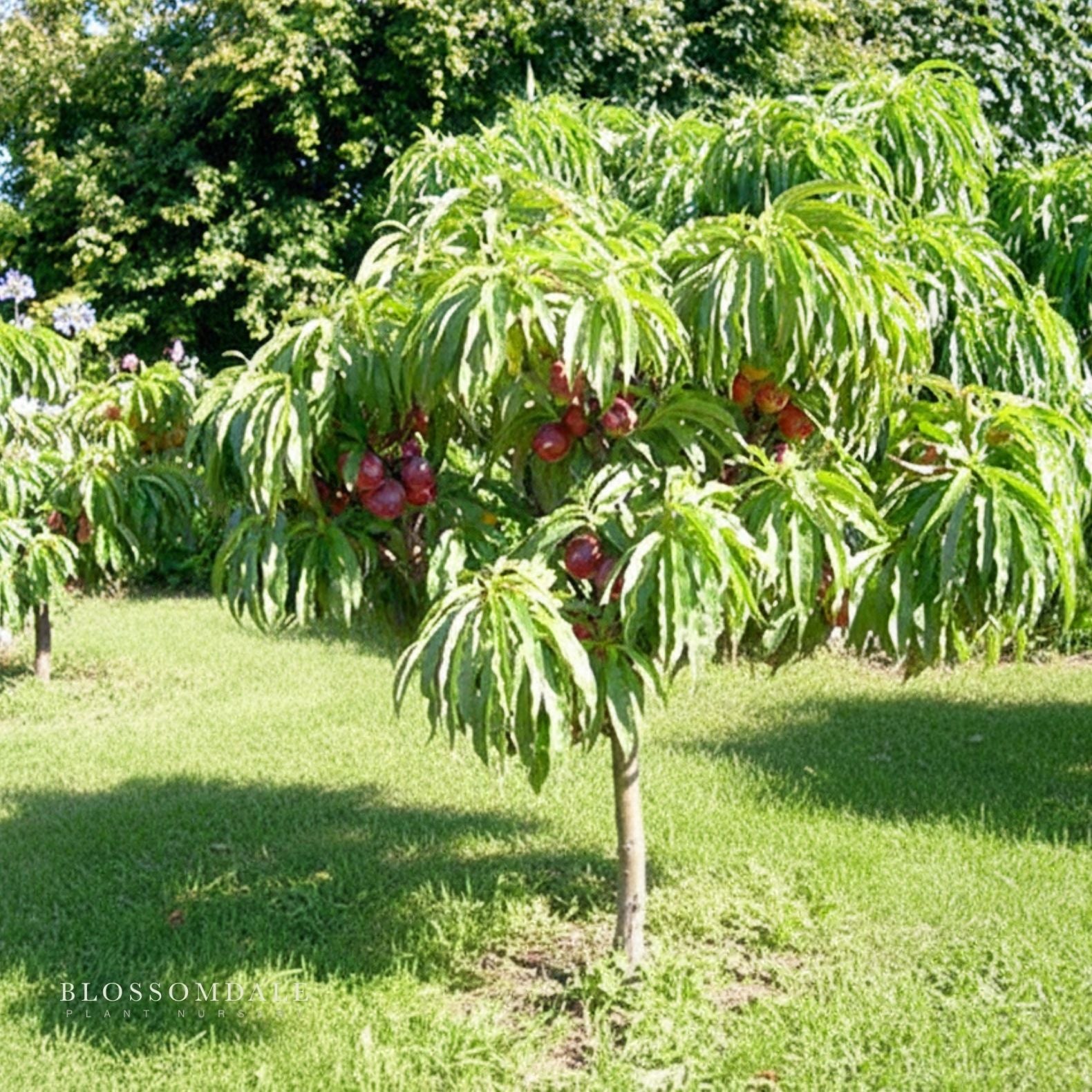 2-In-1 Nectarine Peach Tree | Miniature Fruit | Blossomdale
