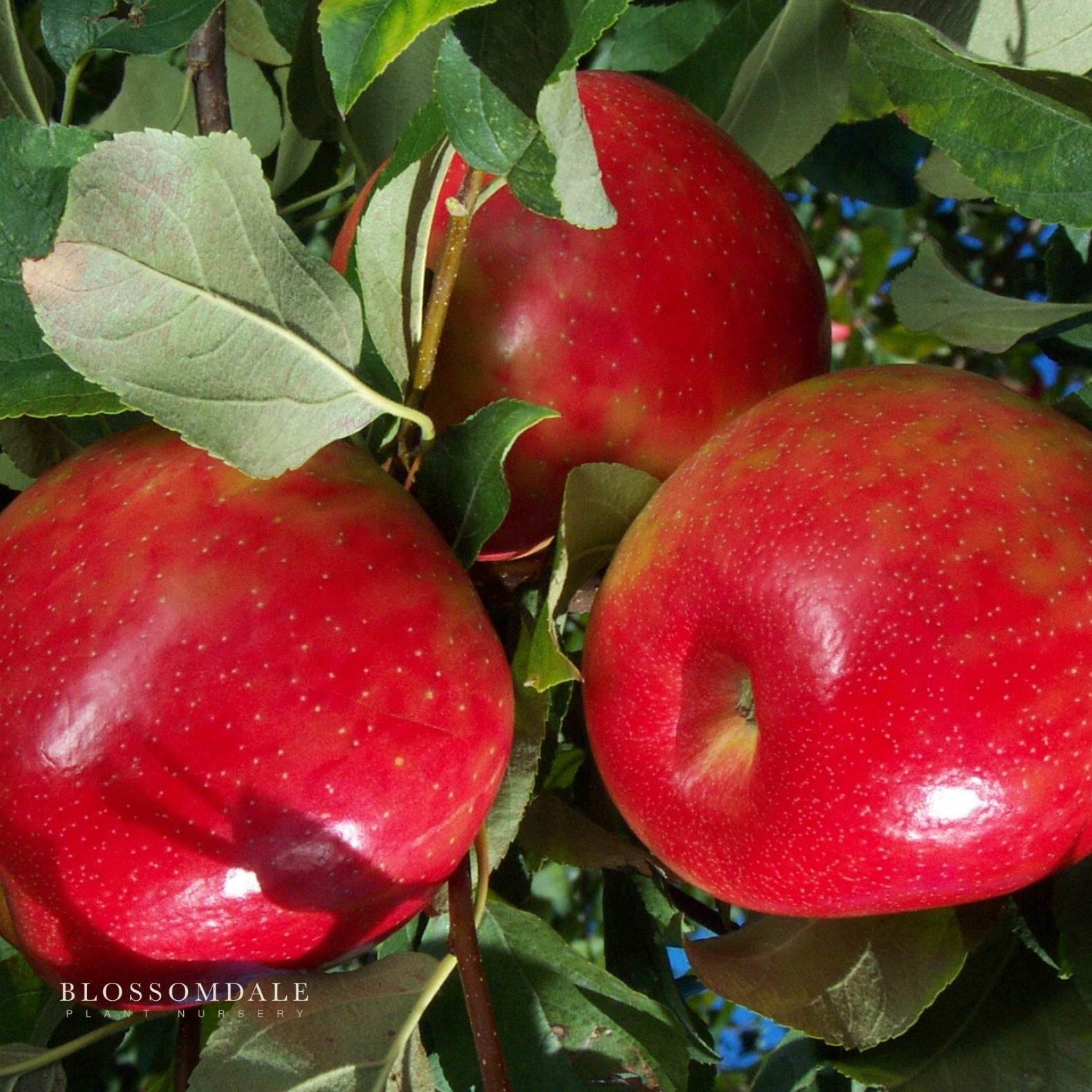 Dwarf Honeycrisp Apple Tree