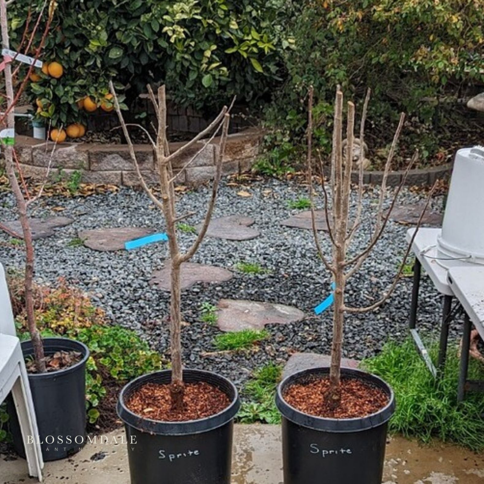 Semi Dwarf 2-in-1 Cherry & Plum Tree (Sprite & Delight)