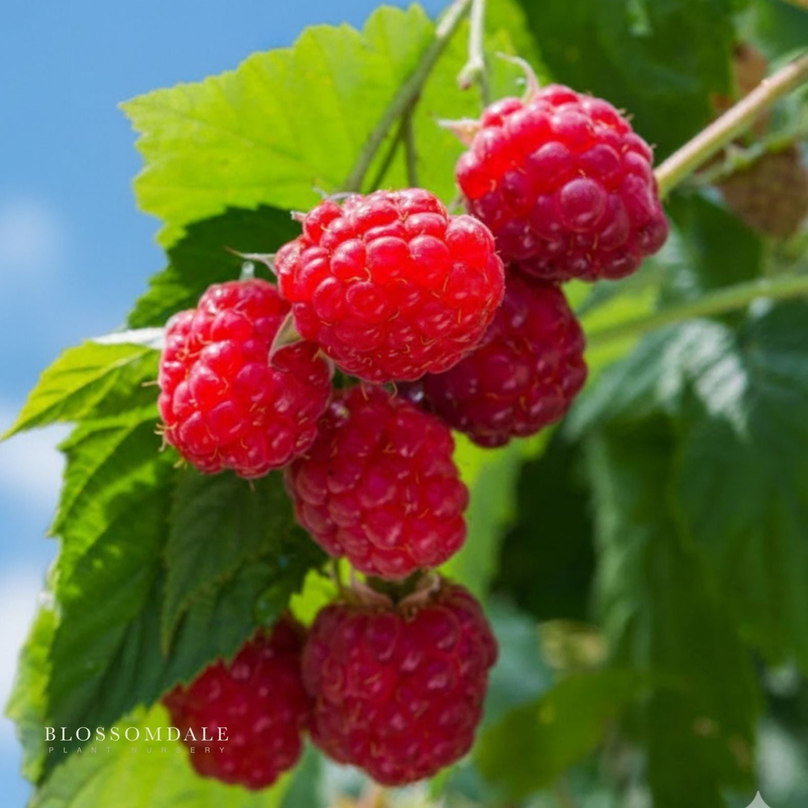 Shortcake Raspberry Shrub