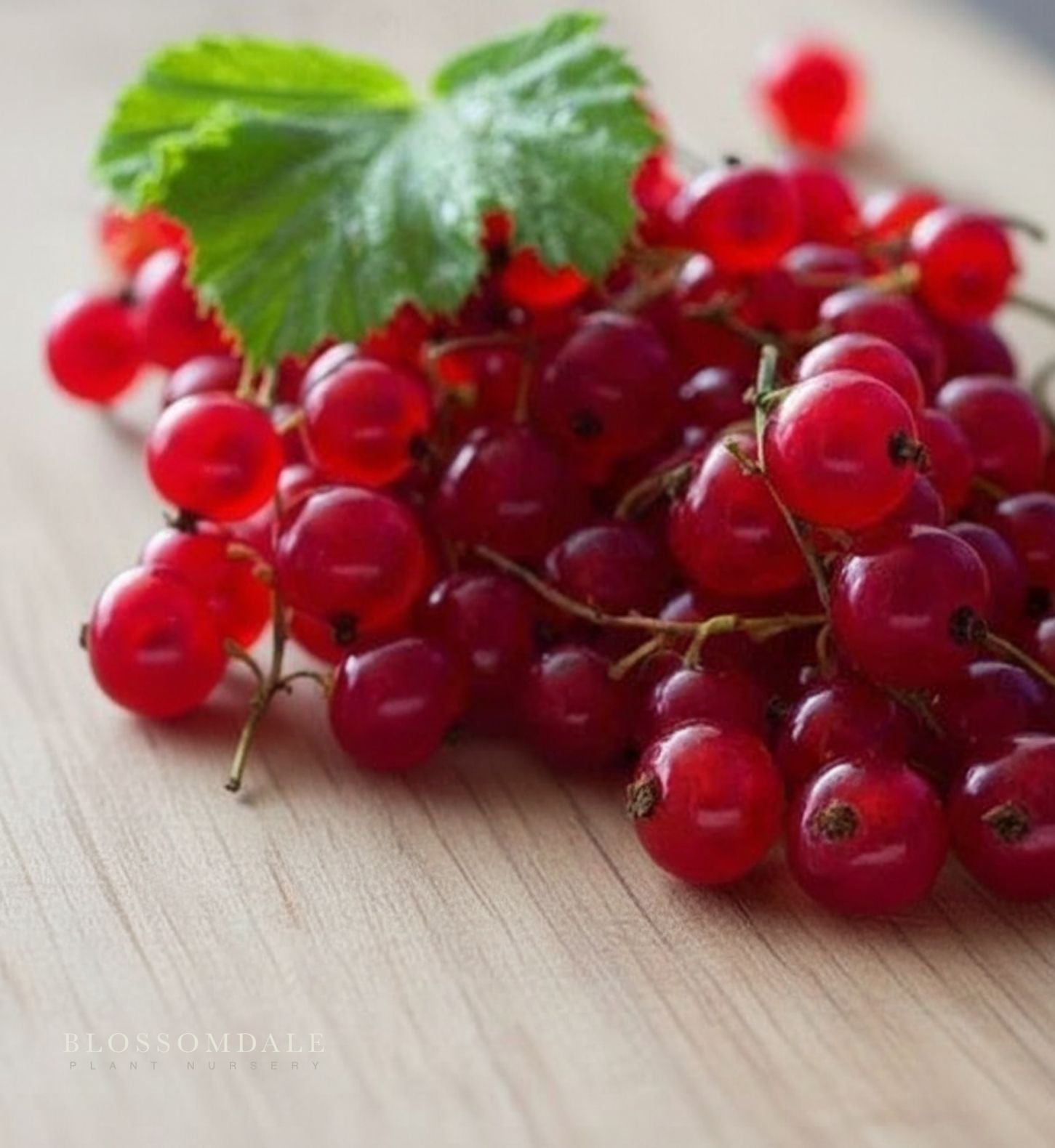 Red Lake Currant Shrub