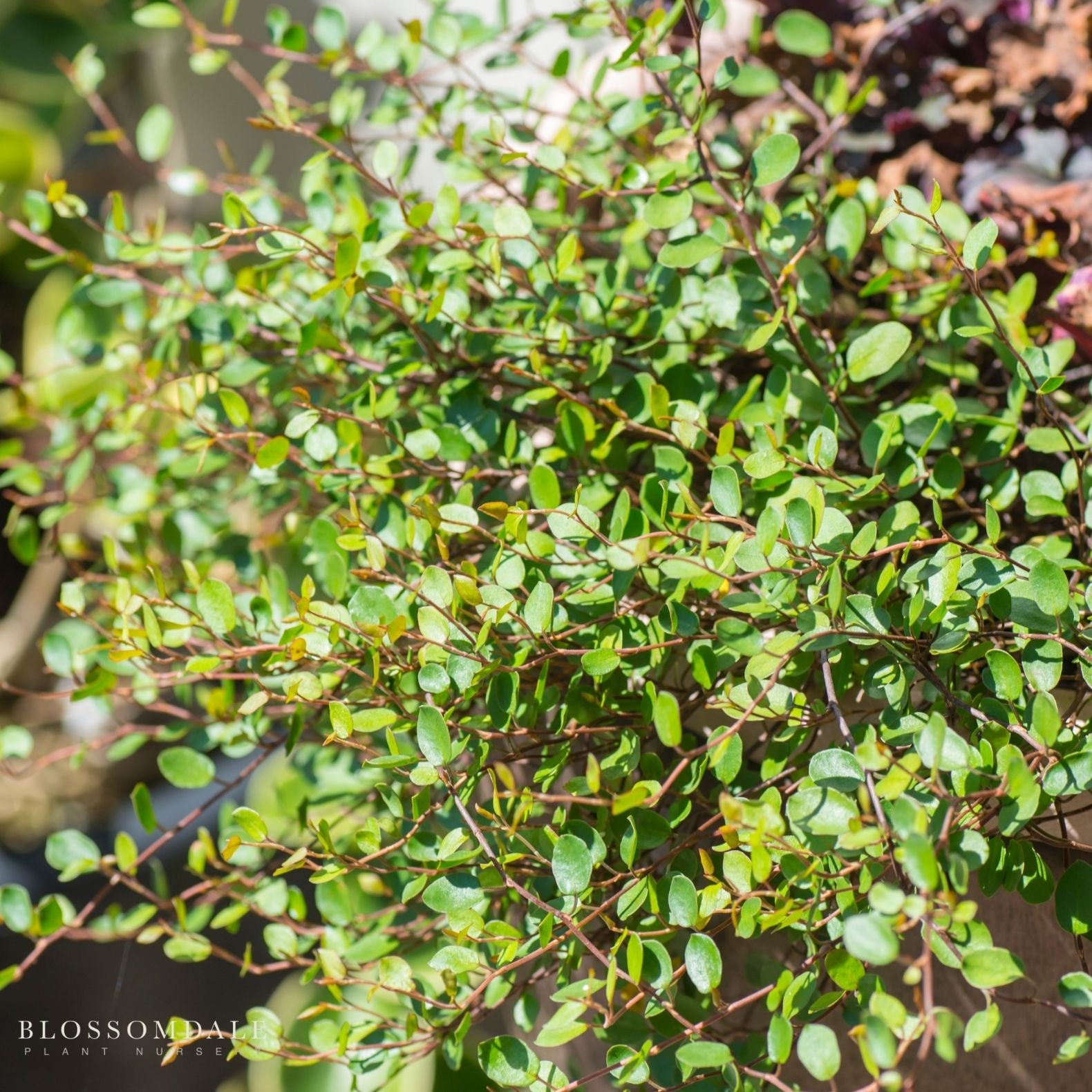 ‘Big Leaf’ Wire Vine