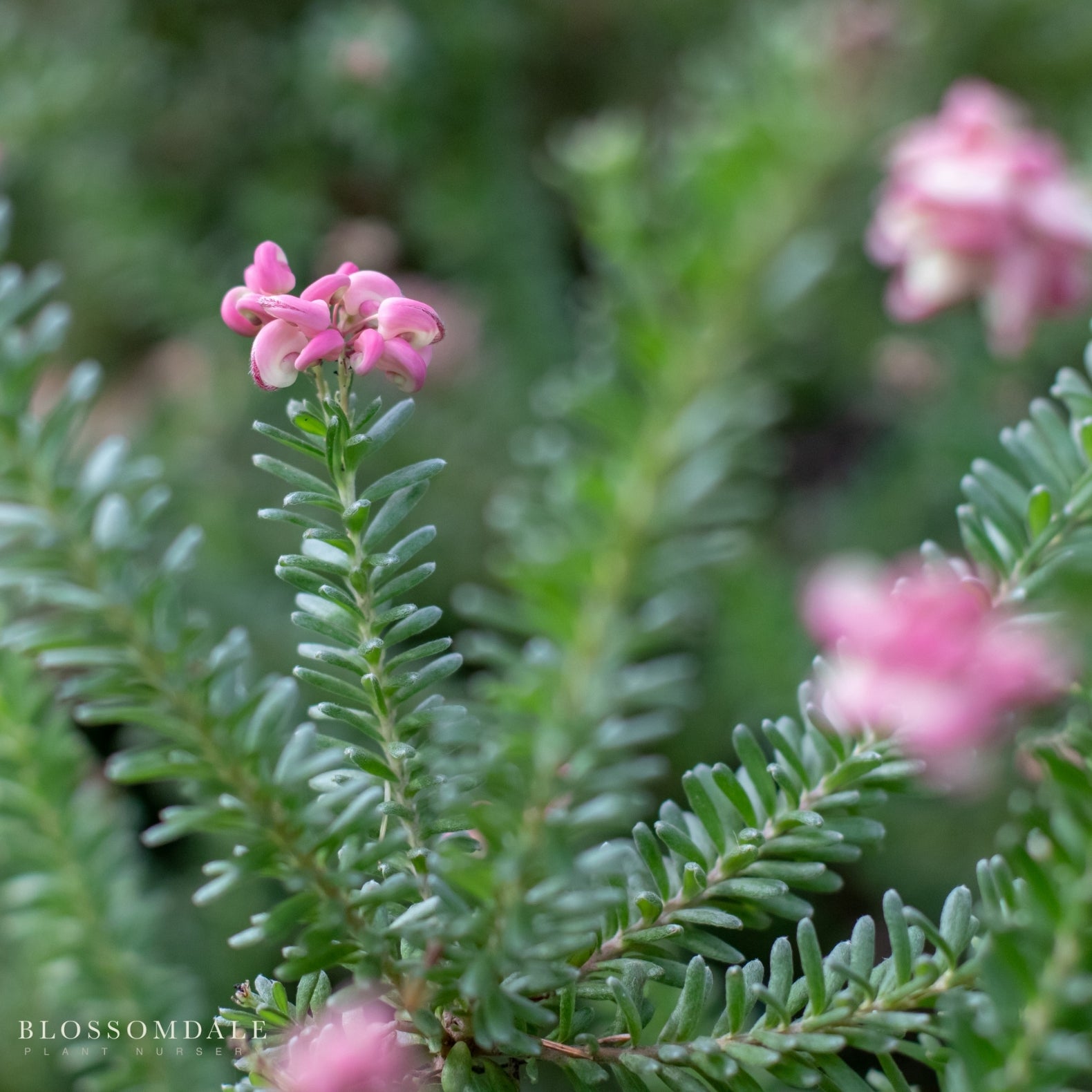 Grevillea Lanigera 'Mt. Tamboritha'