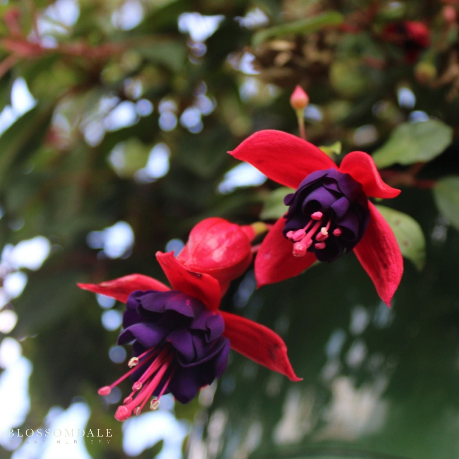 Fuchsia 'Blackie'