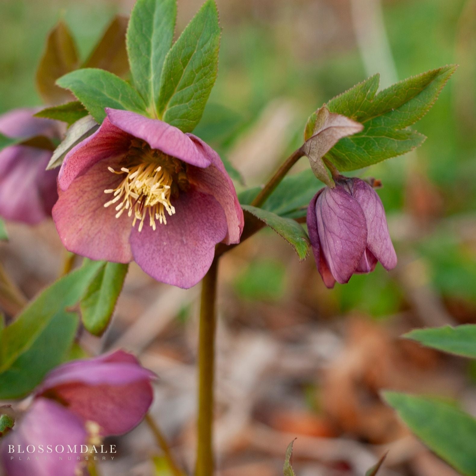 Lenten Rose