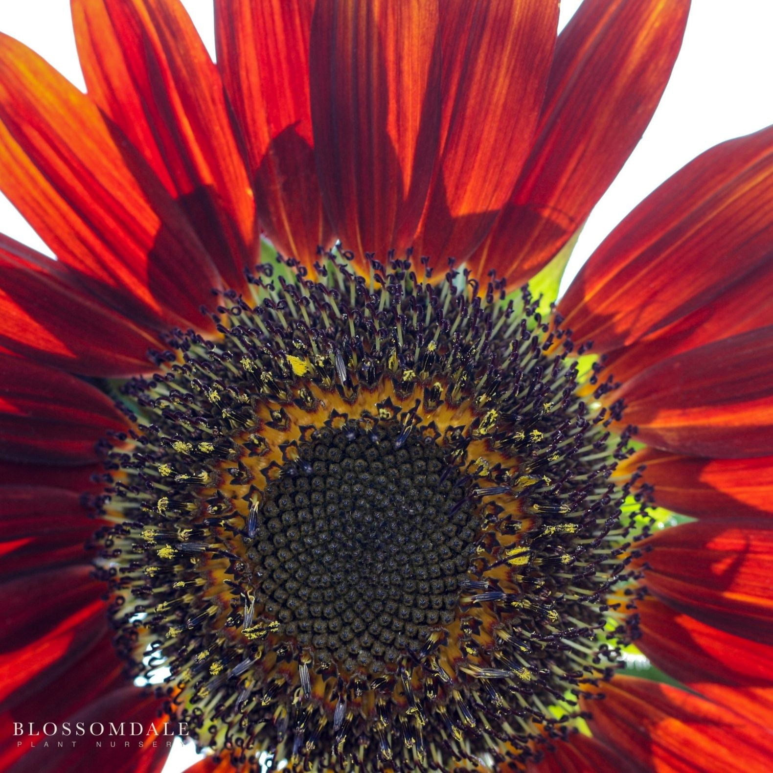 Moulin Rouge Hybrid Sunflower Seeds