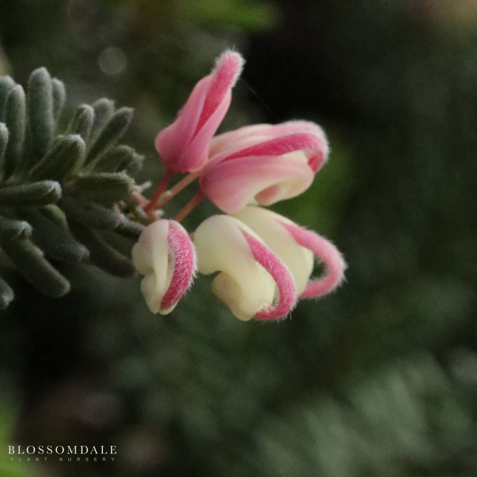 Grevillea Lanigera 'Mt. Tamboritha'