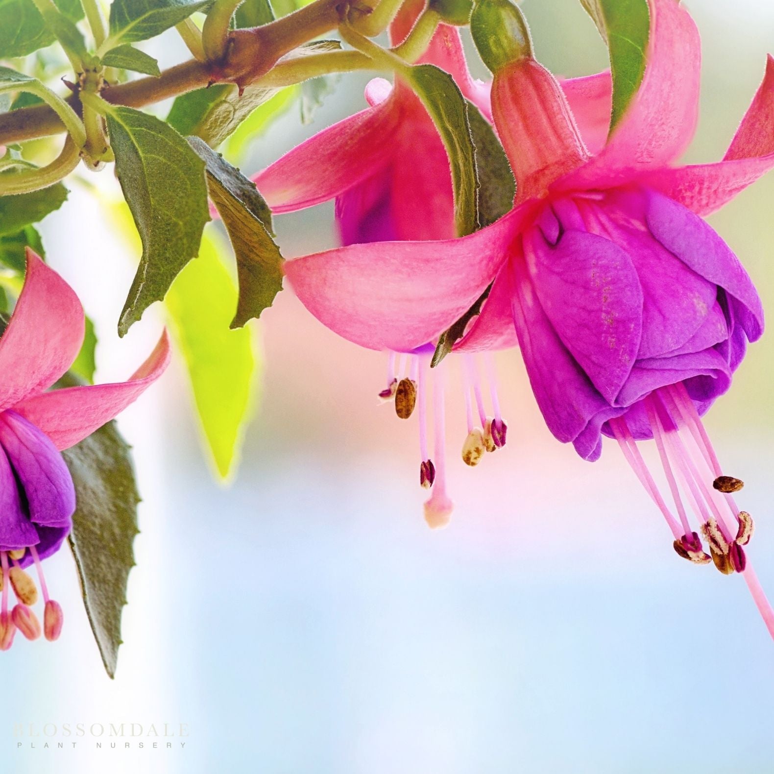 Fuchsia 'Thumbelina'