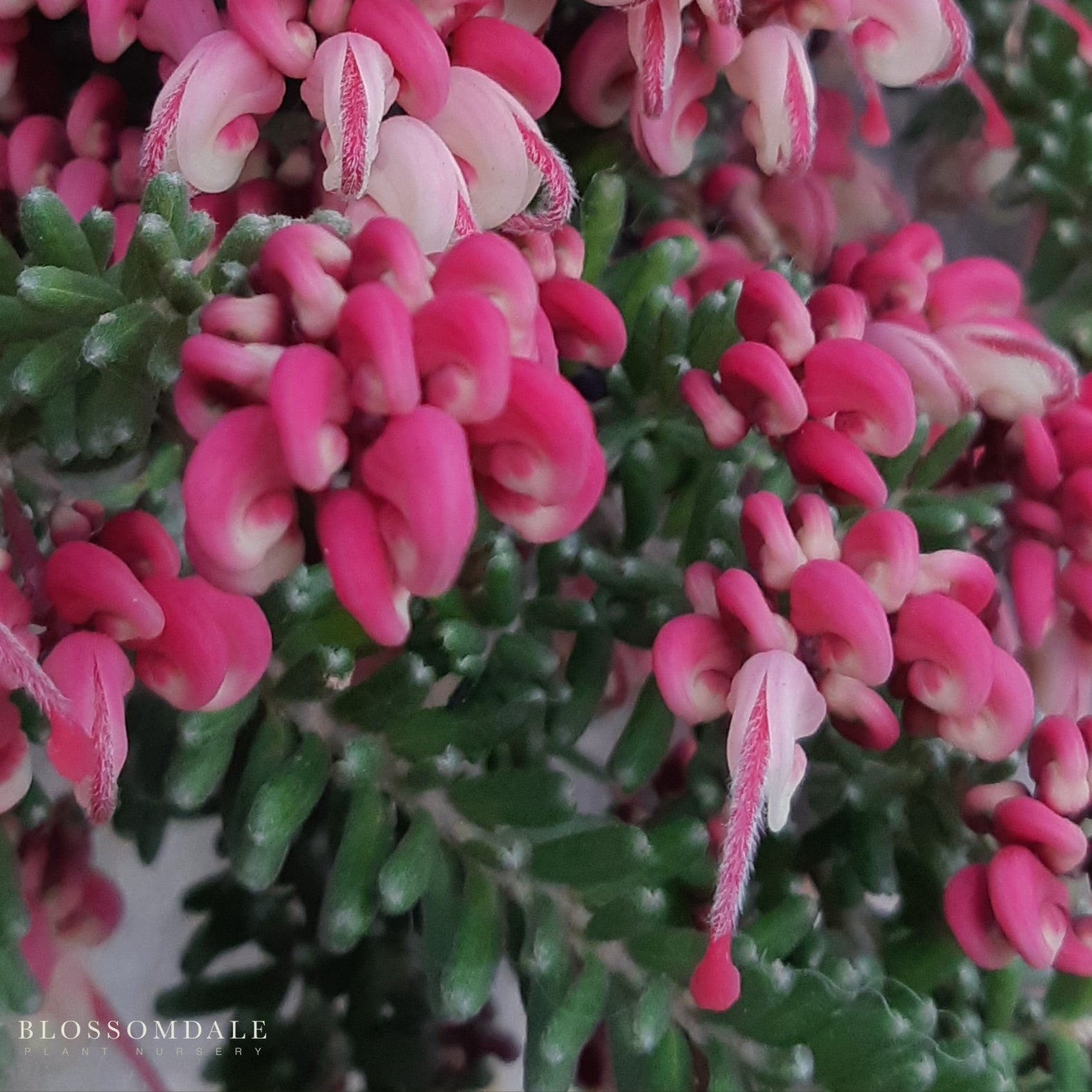 Grevillea Lanigera 'Mt. Tamboritha'