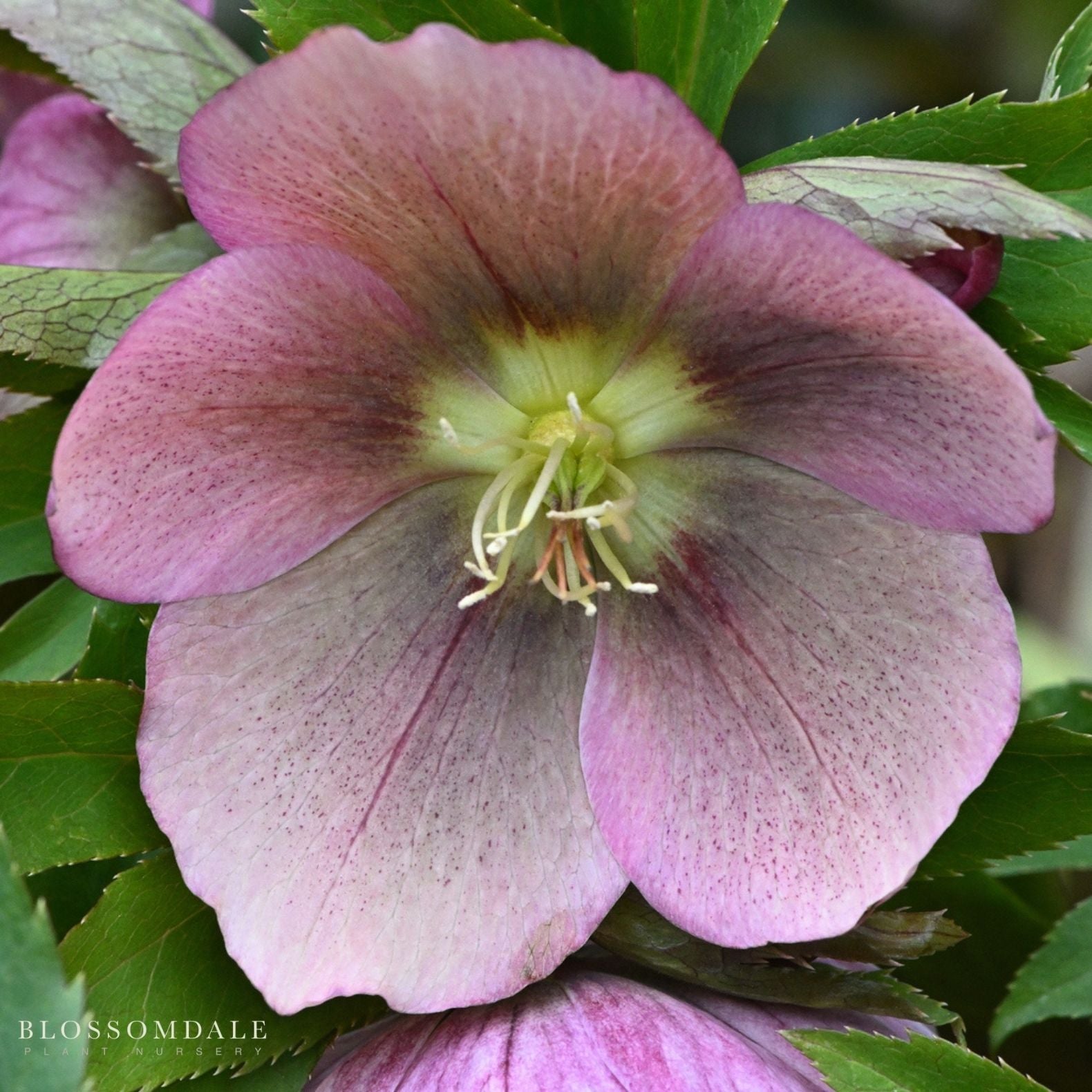 Lenten Rose