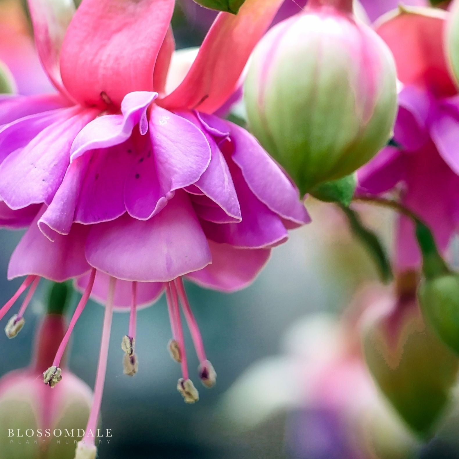 Fuchsia 'Thumbelina'