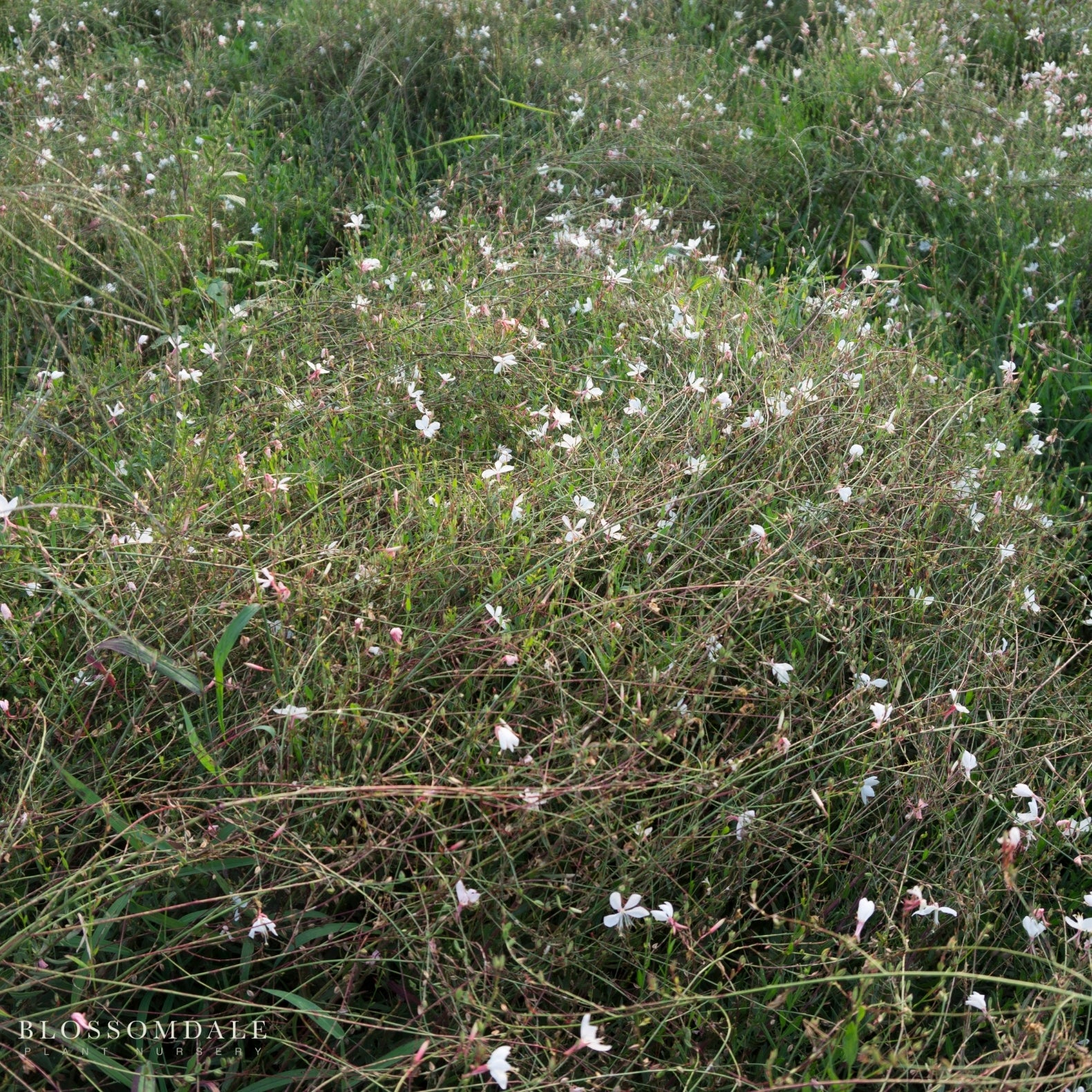 Gaura lindheimeri ‘So White’
