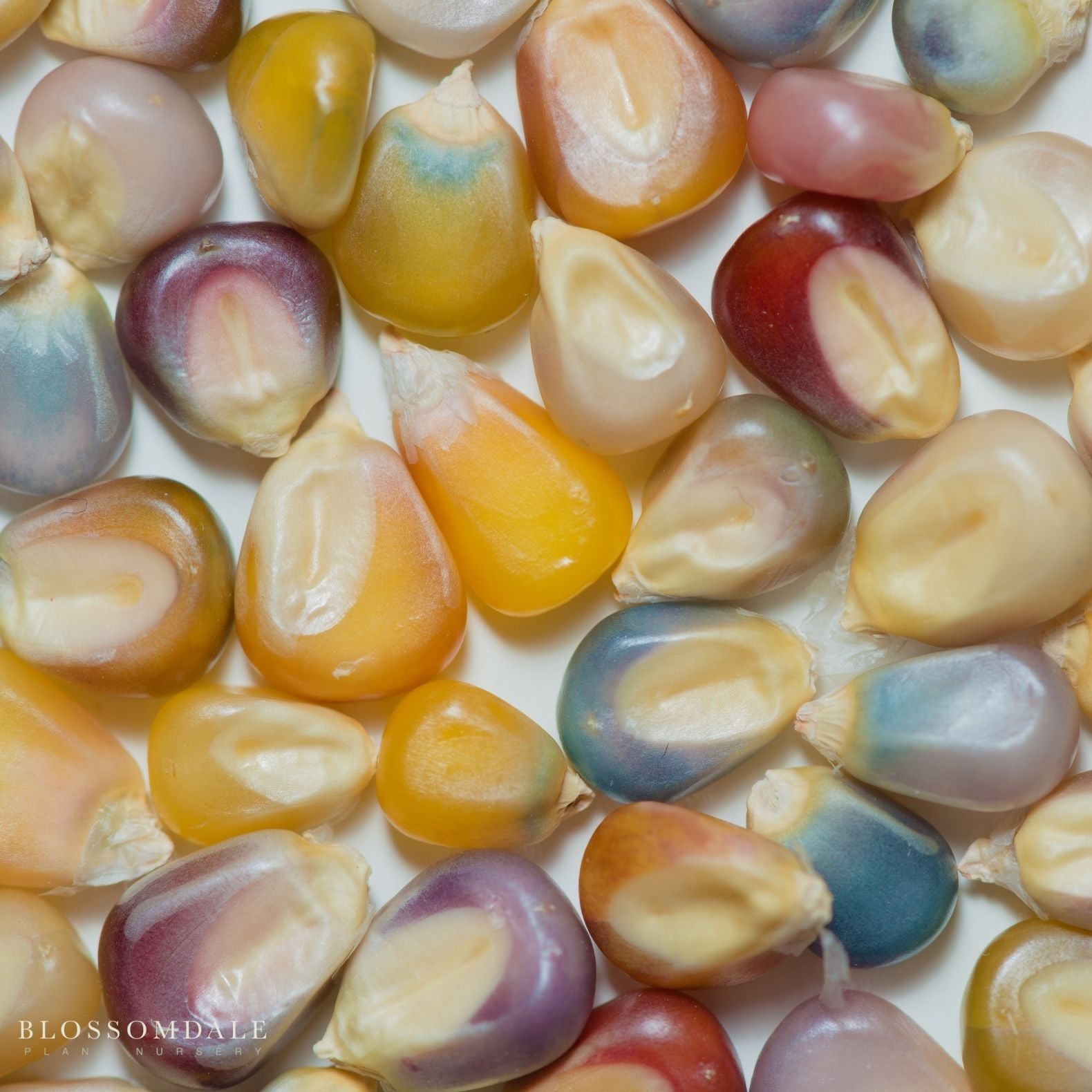 Glass Gem Corn Seeds