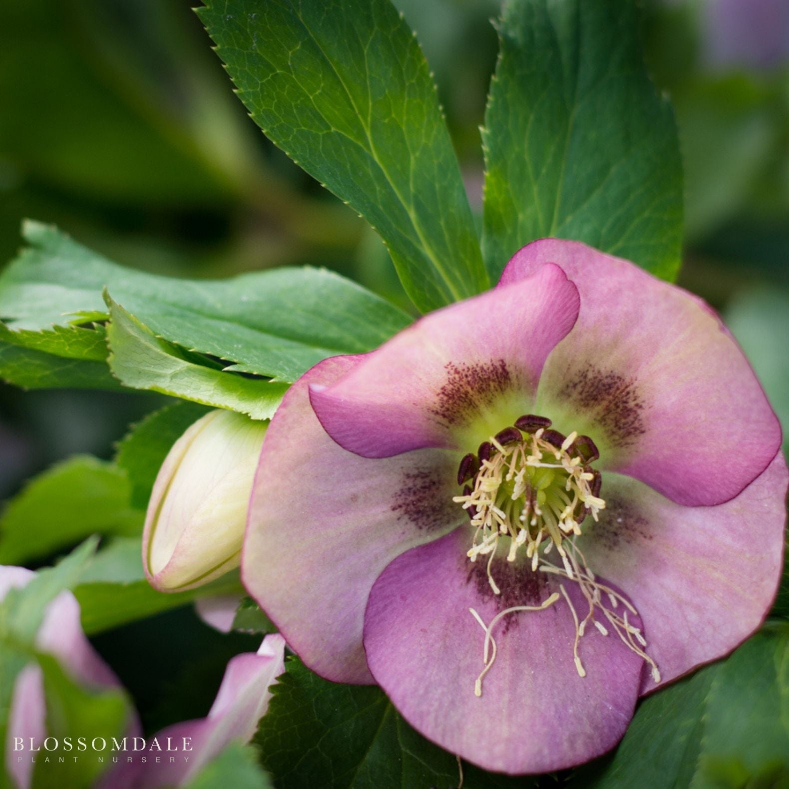 Lenten Rose