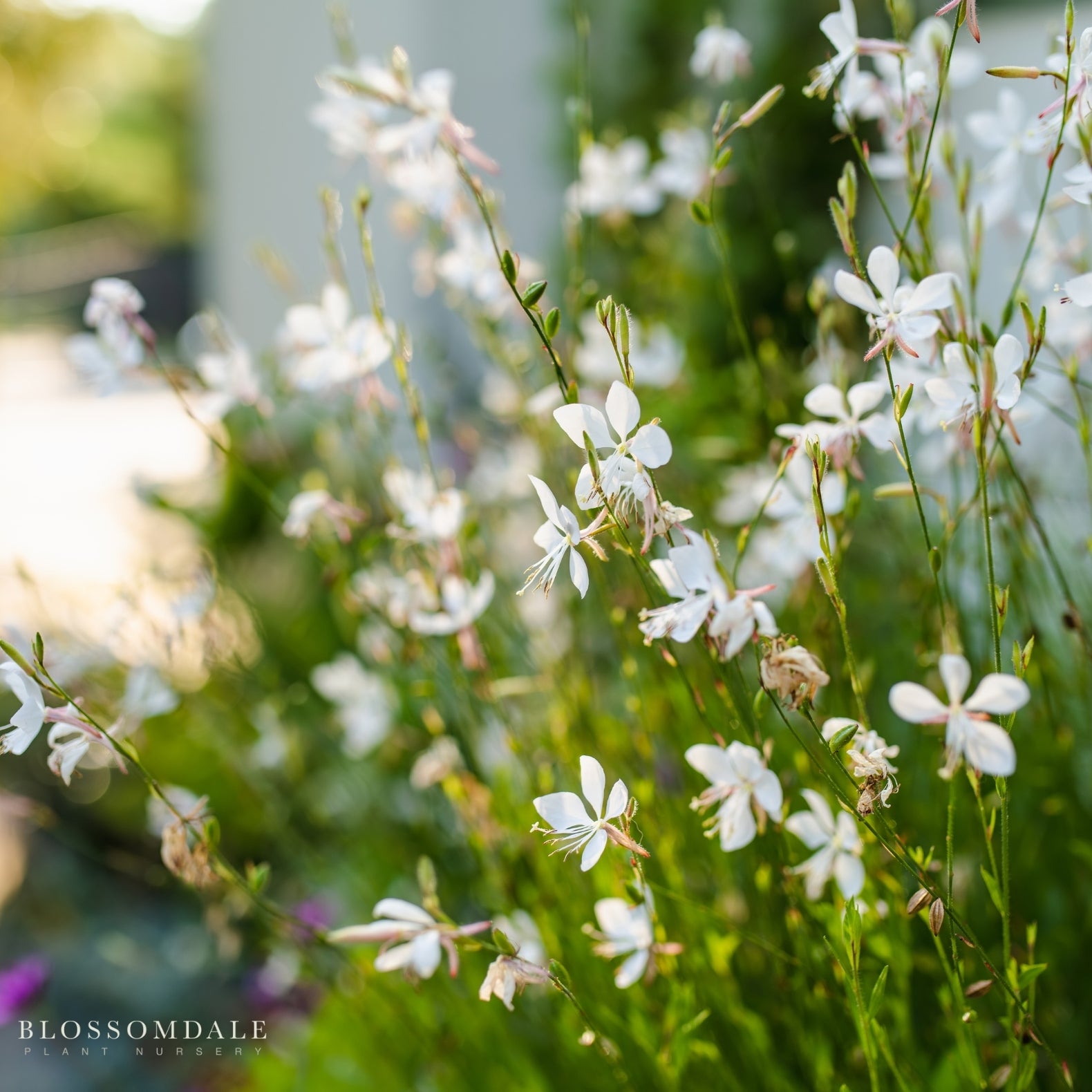 Gaura lindheimeri ‘So White’
