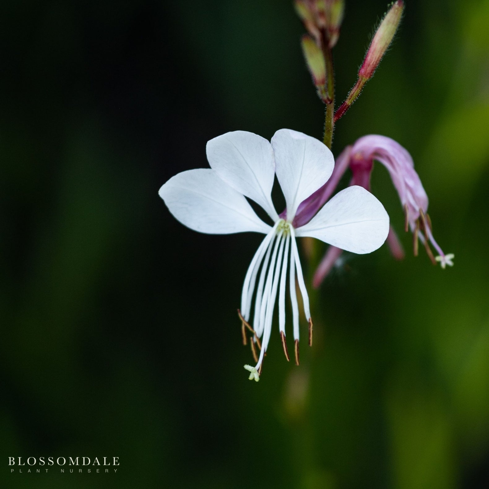Gaura lindheimeri ‘So White’