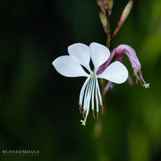 Gaura lindheimeri ‘So White’