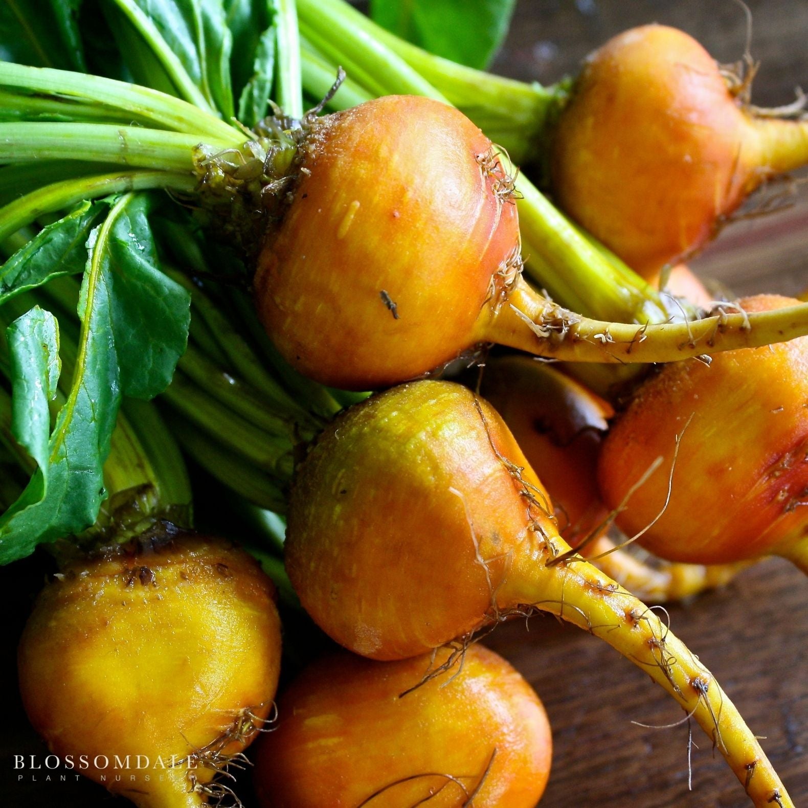 Golden Detroit Beet Seeds