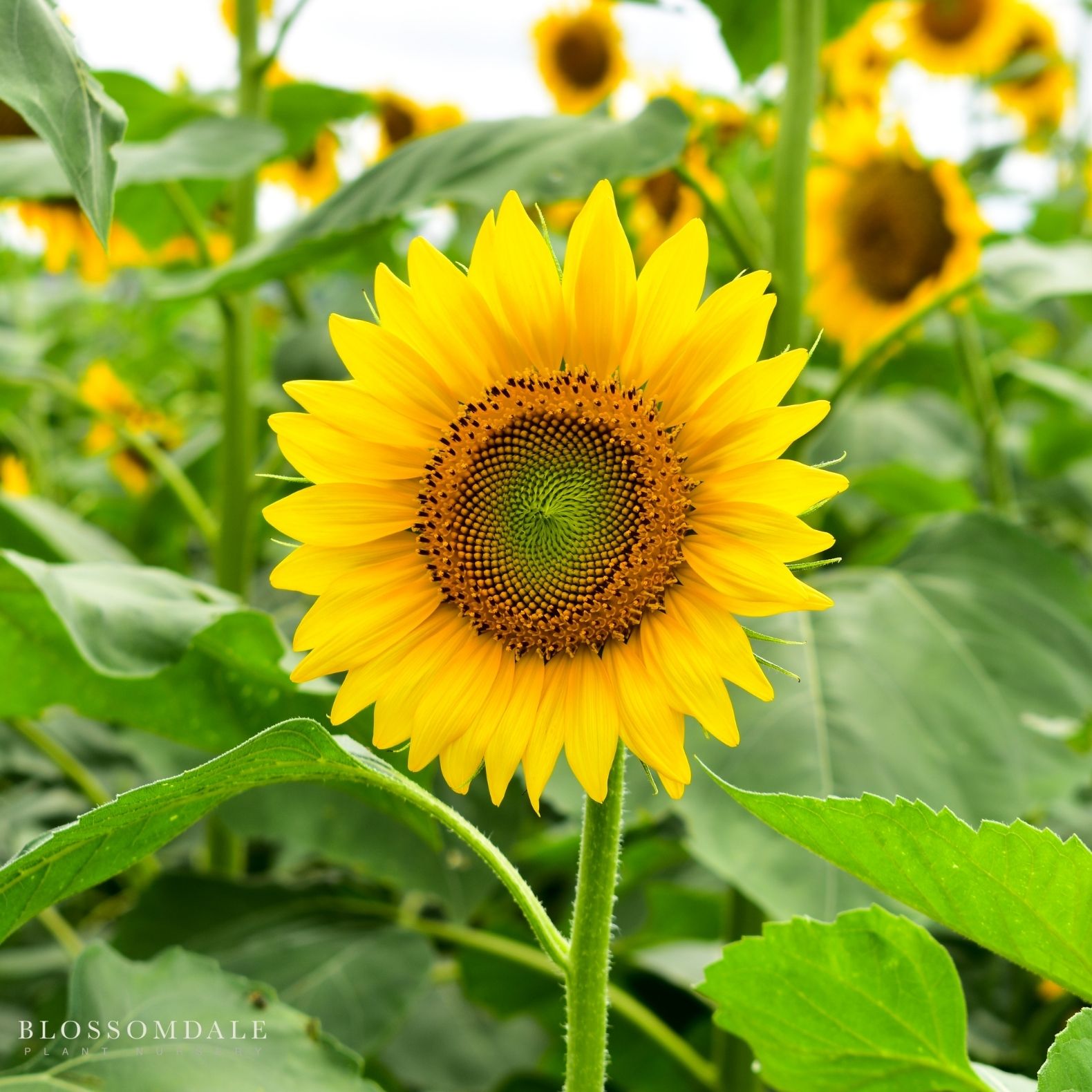 Russian Mammoth Sunflower Seeds