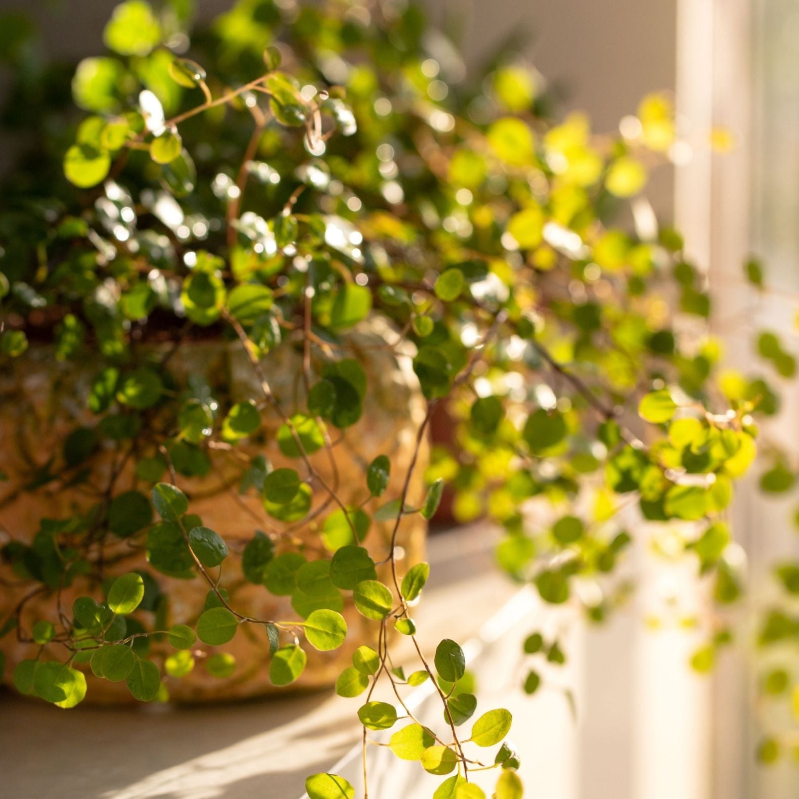 ‘Big Leaf’ Wire Vine