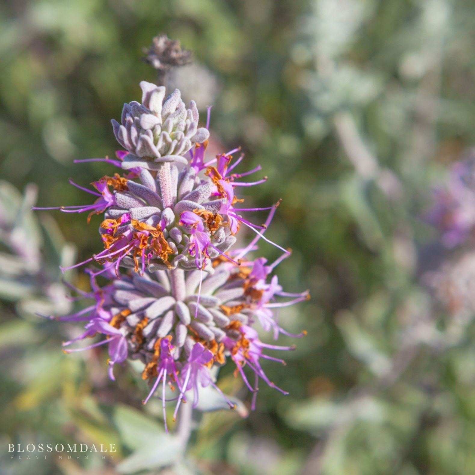 Purple Sage
