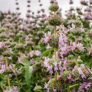 Purple Sage