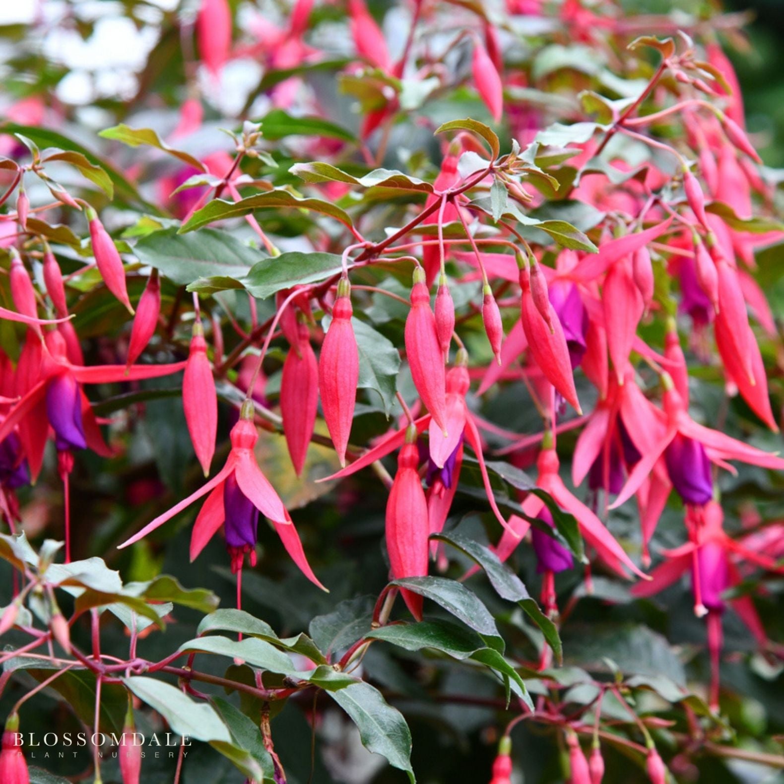 Fuchsia 'Glazioviana'