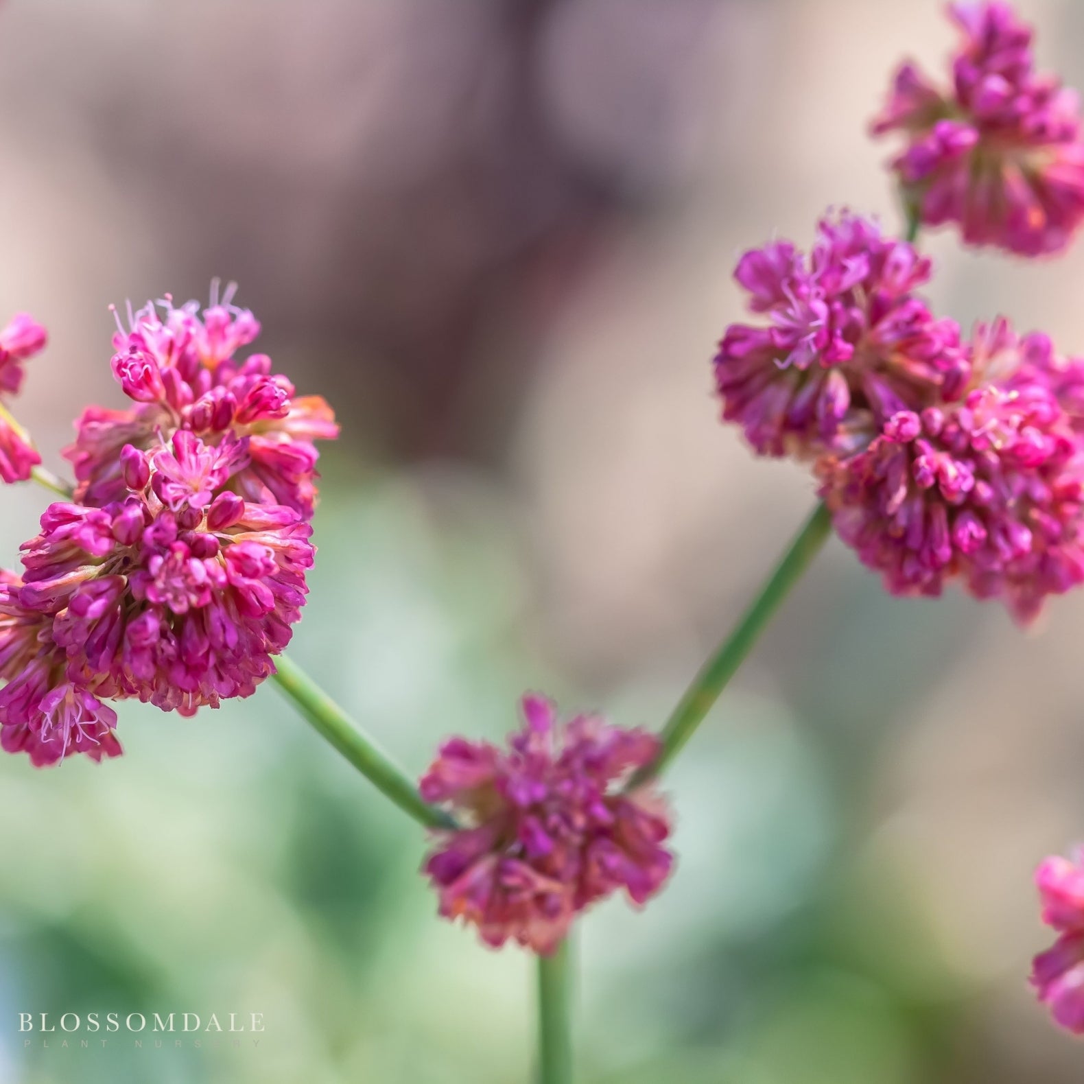San Miguel Island Buckwheat