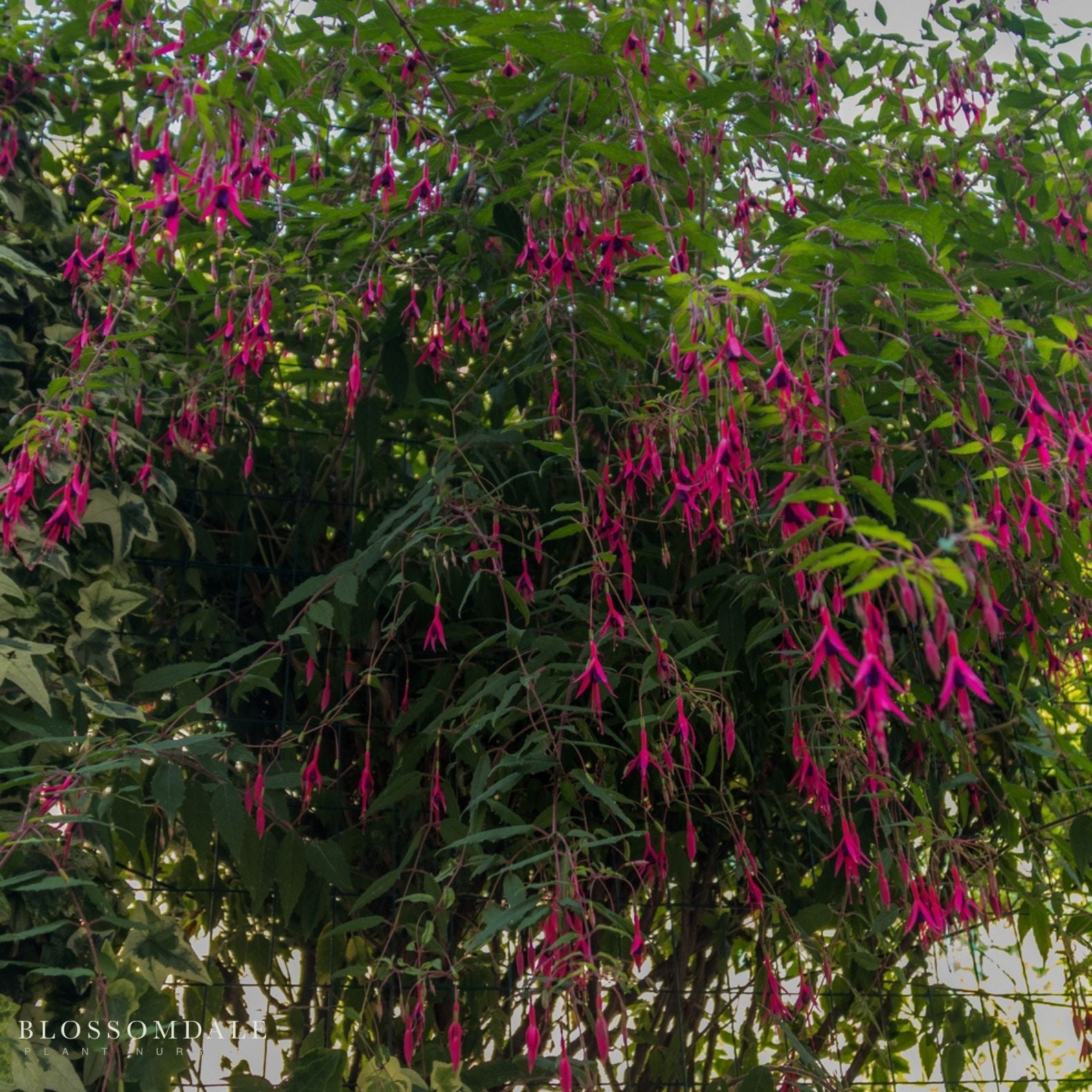 Fuchsia 'Glazioviana'
