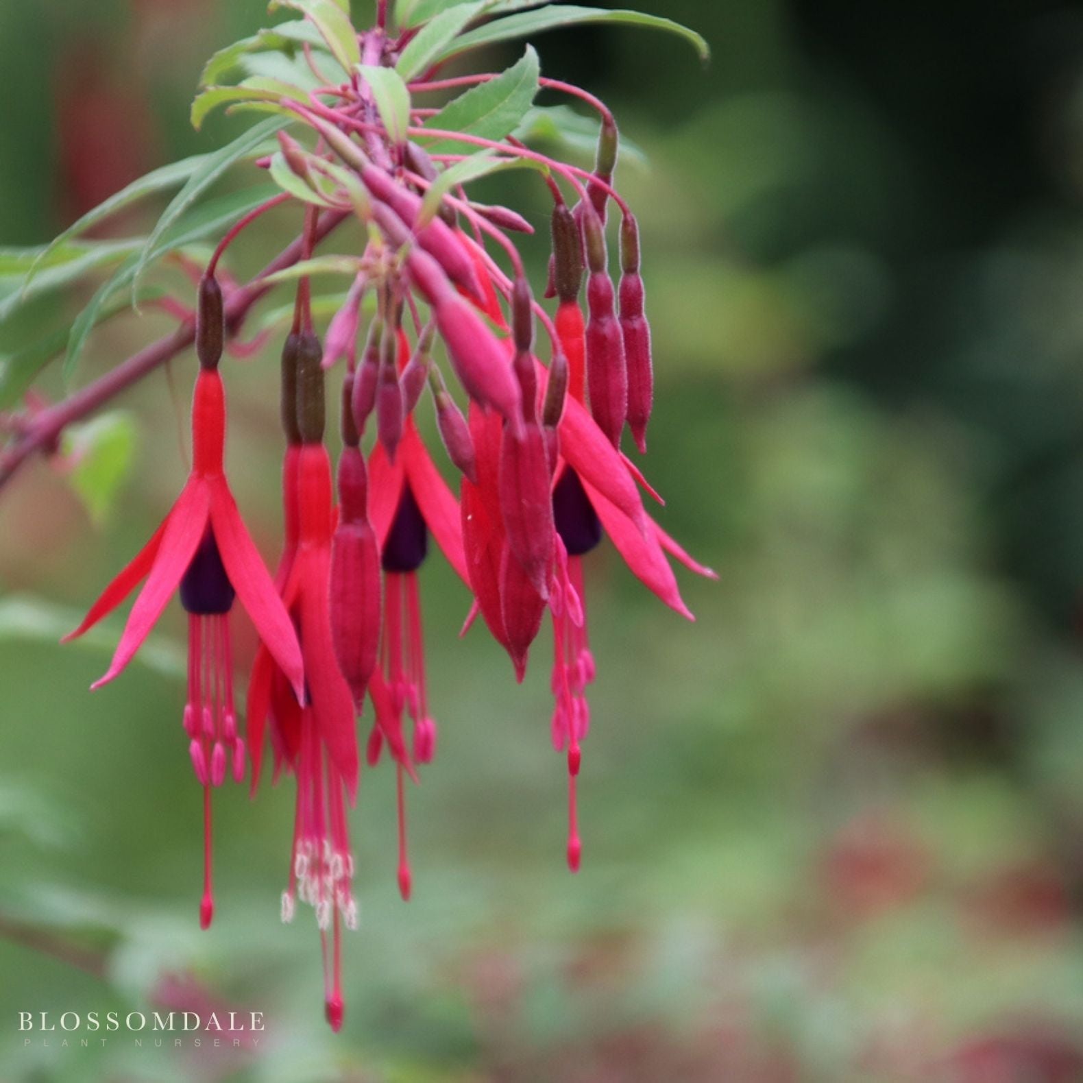Fuchsia 'Glazioviana'