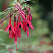 Fuchsia 'Glazioviana'