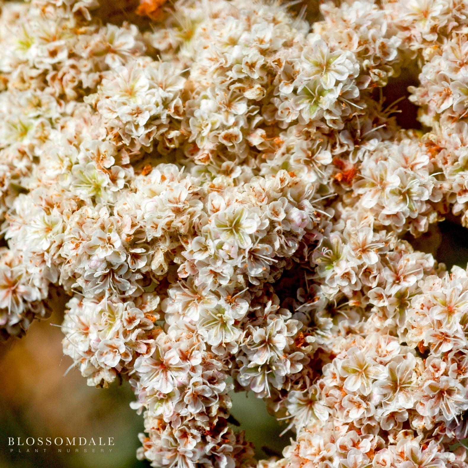 California Buckwheat