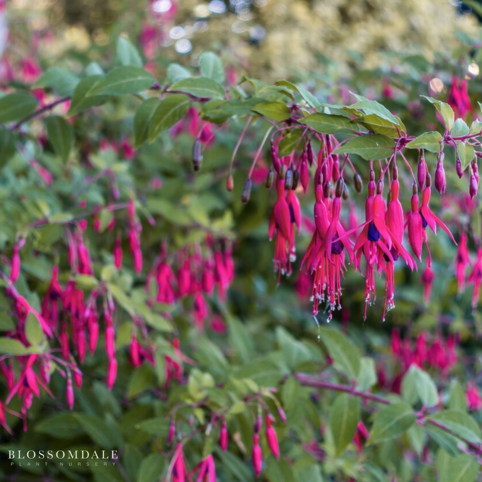 Fuchsia 'Glazioviana'