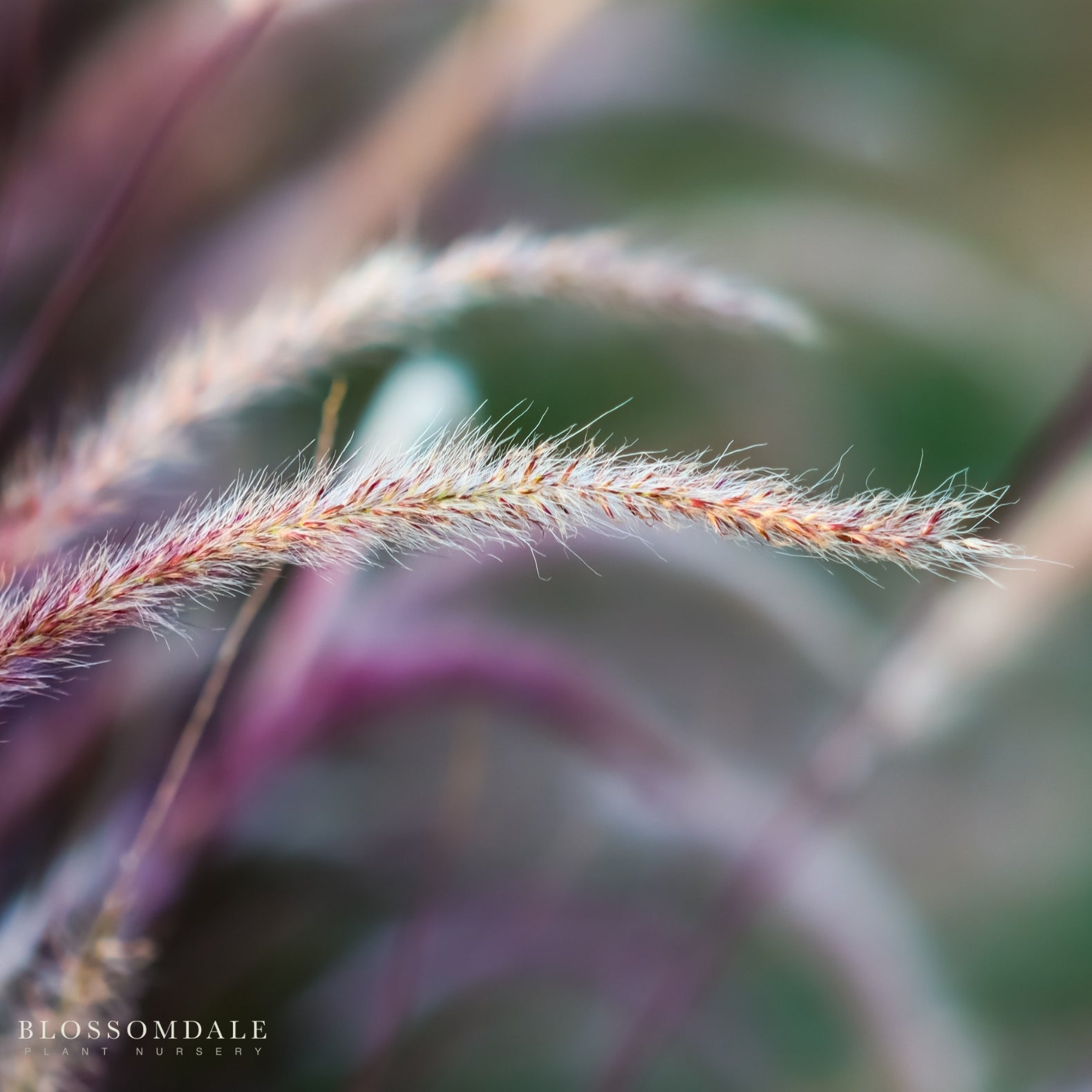 Purple Fountain Grass