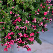 Grevillea Lanigera 'Mt. Tamboritha'