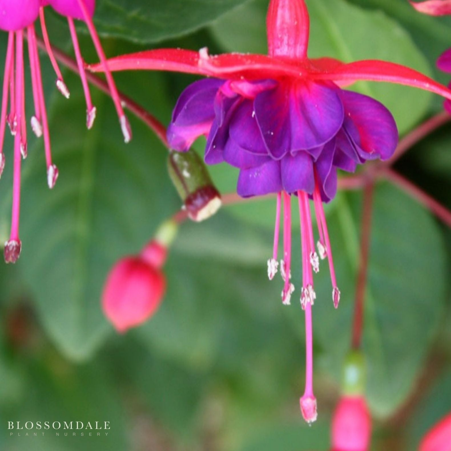 Fuchsia 'Thumbelina'