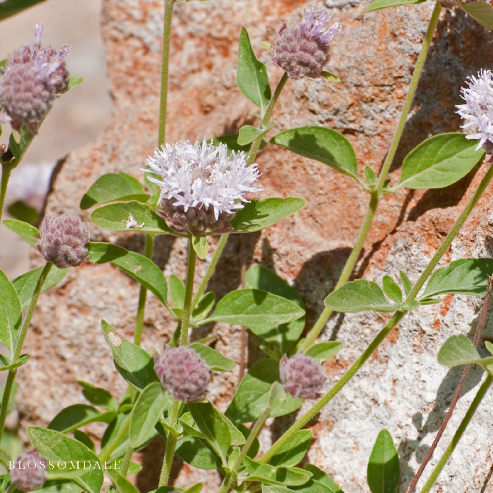 Russian River Coyote Mint