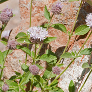 Russian River Coyote Mint