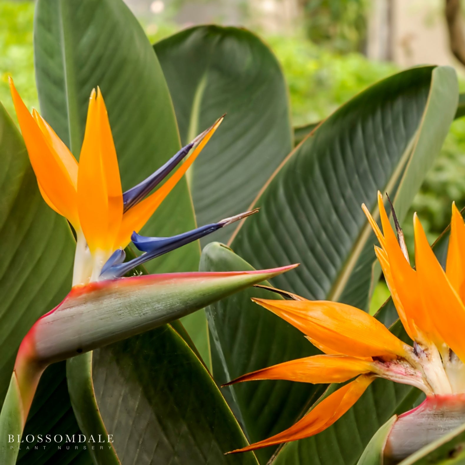 Orange Bird of Paradise