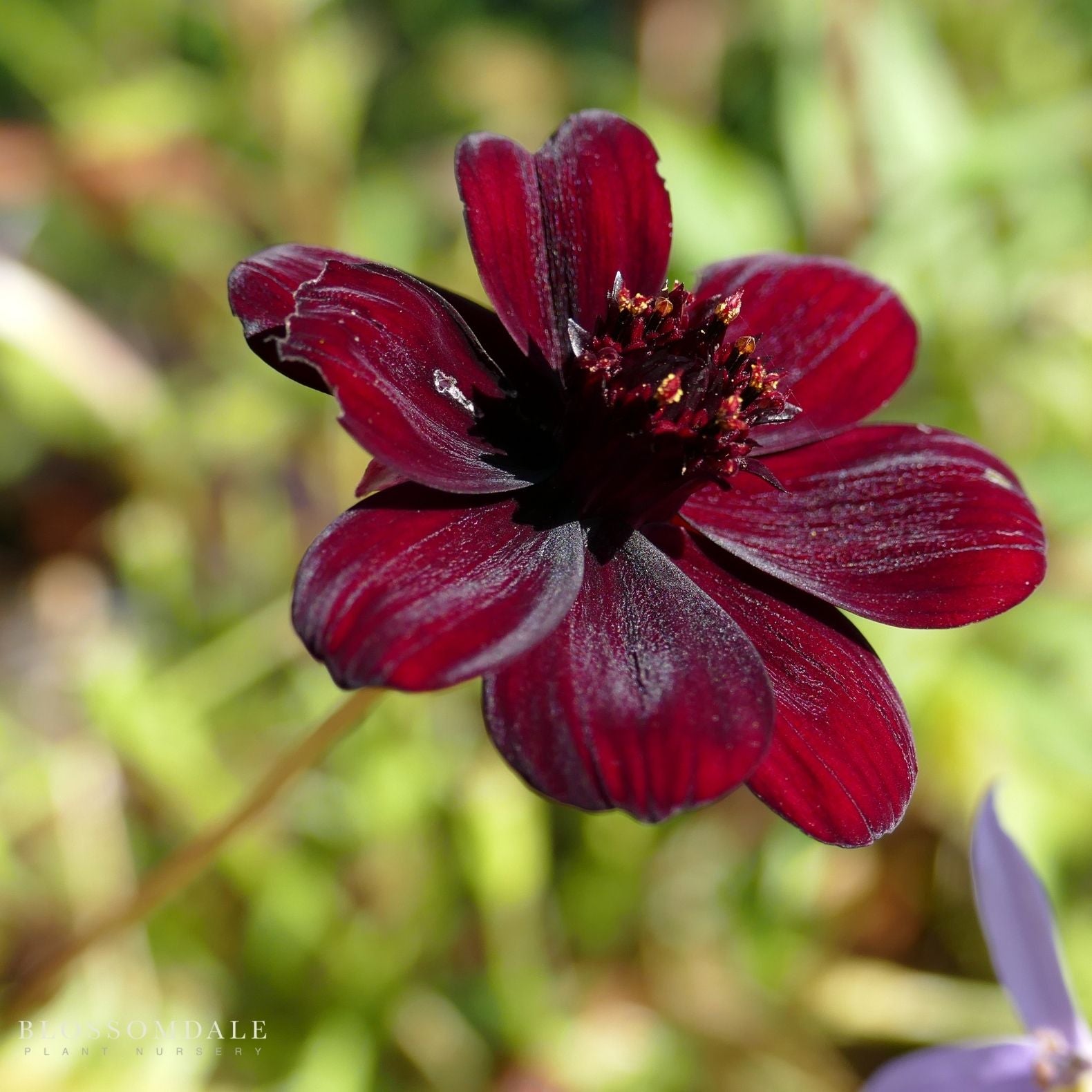 Cosmos Chocamoca