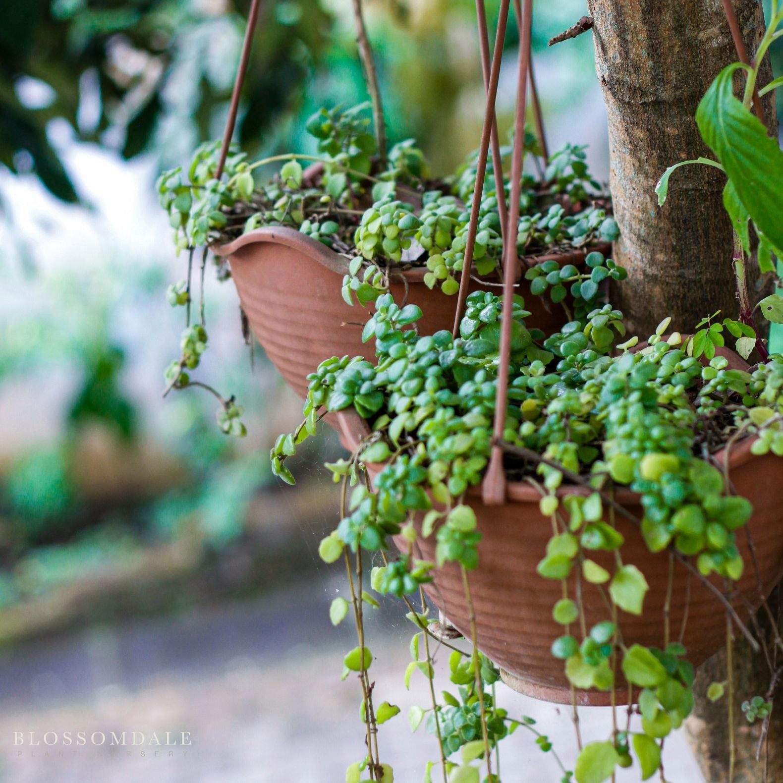 ‘Big Leaf’ Wire Vine