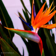Orange Bird of Paradise